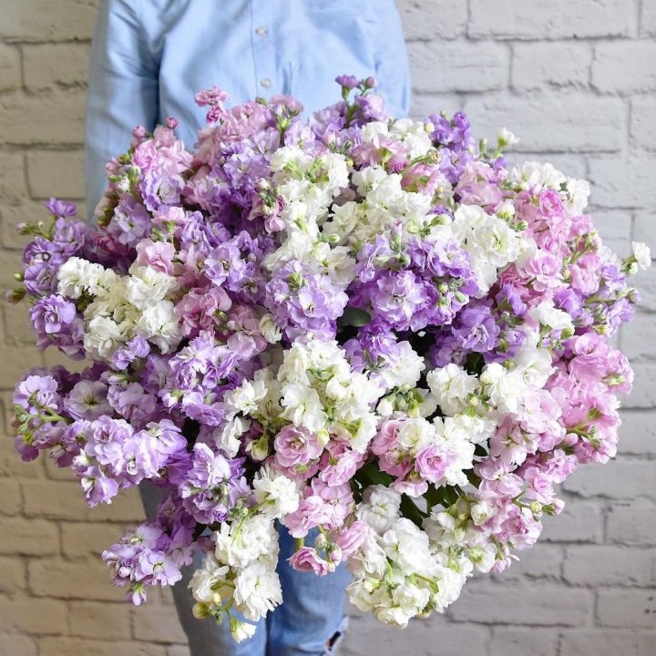 Облако маттиол в Владикавказе