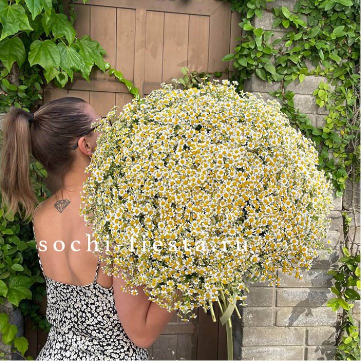 101 ромашка в Владикавказе