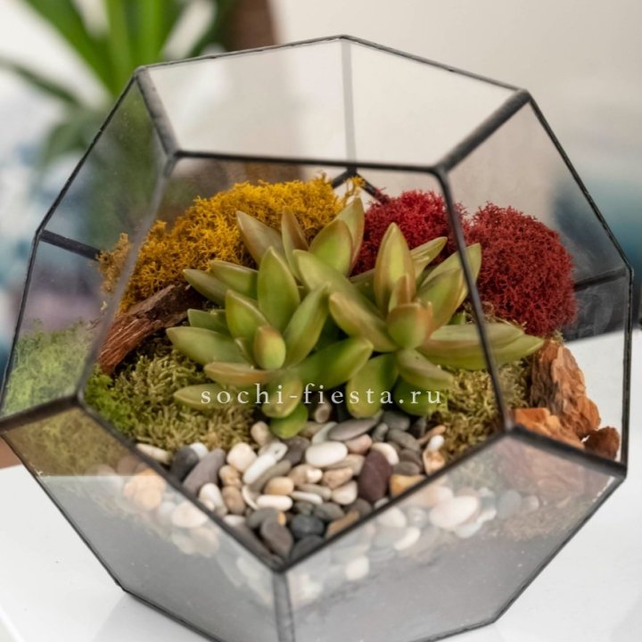 Флорариум “Додекаэдр” с суккулентом Седум в Владикавказе