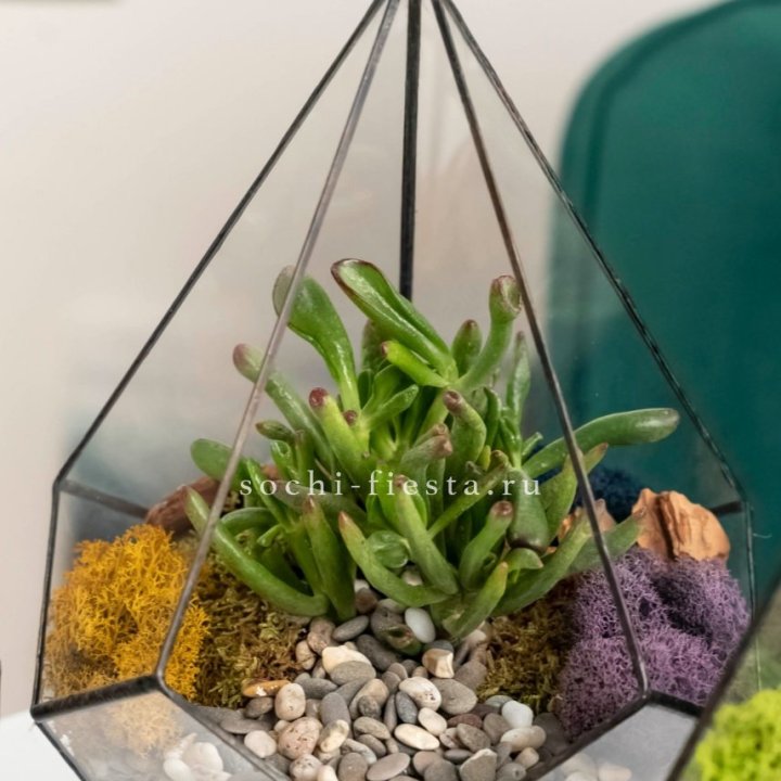 Флорариум “Капля” с суккулентом Крассула Хоббит в Владикавказе