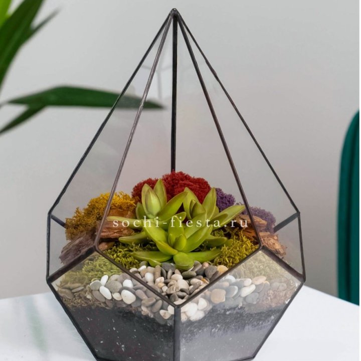 Флорариум Капля с суккулентом в Владикавказе