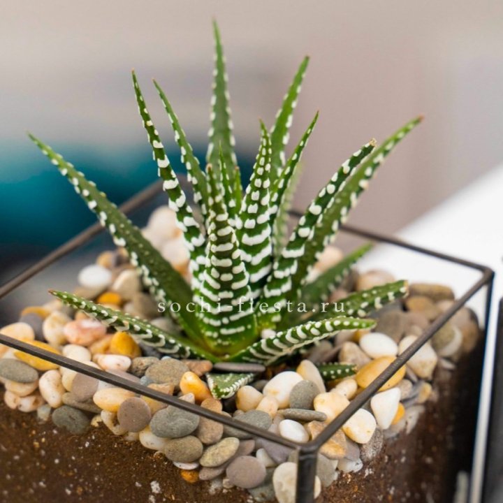 Флорариум Кубик с суккулентом Хавортия в Владикавказе