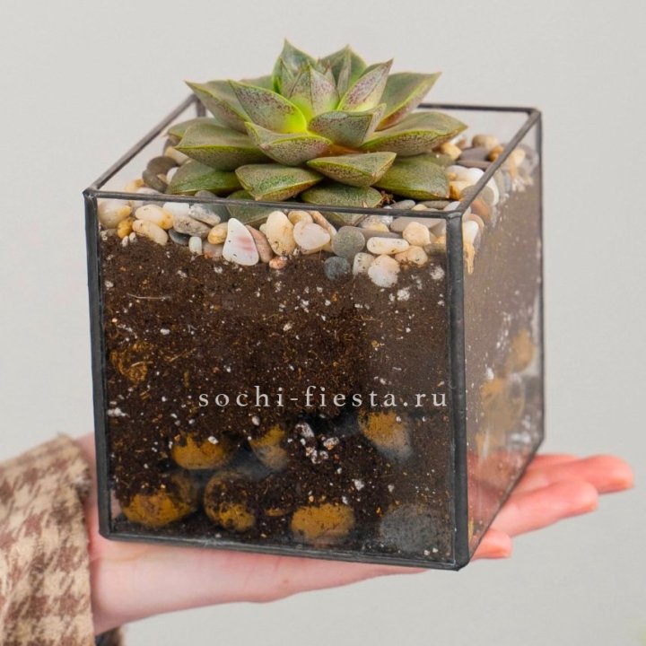 Флорариум Кубик с суккулентом Каменная роза в Владикавказе