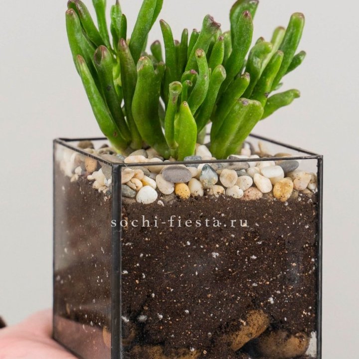 Флорариум Кубик с суккулентом Хоббит в Владикавказе