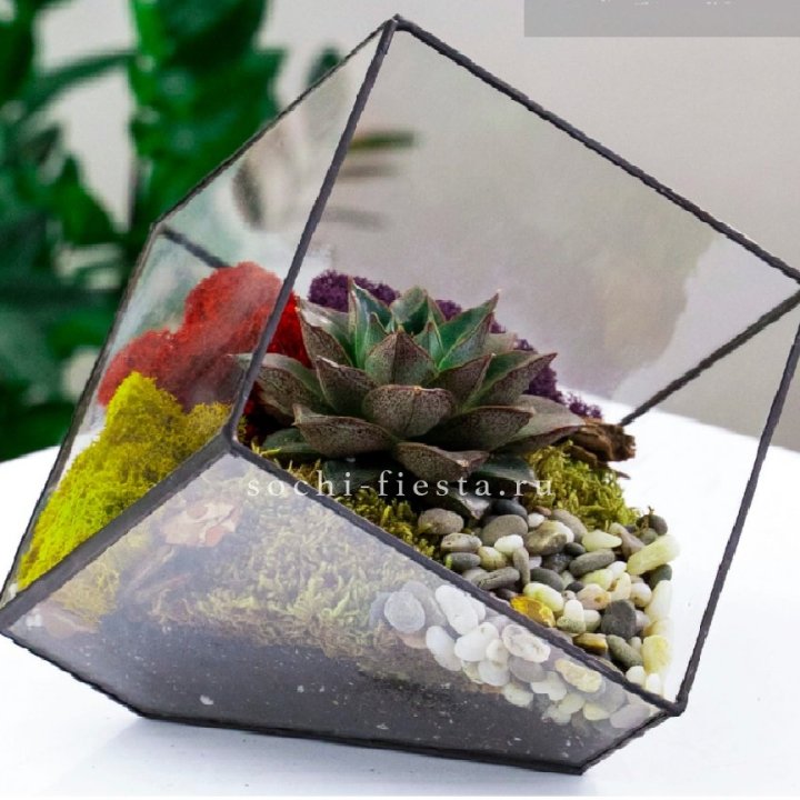 Флорариум Куб усеченный с суккулентом Каменная роза в Владикавказе