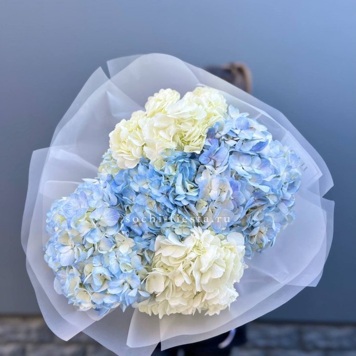 5 бело-голубых гортензий в Владикавказе