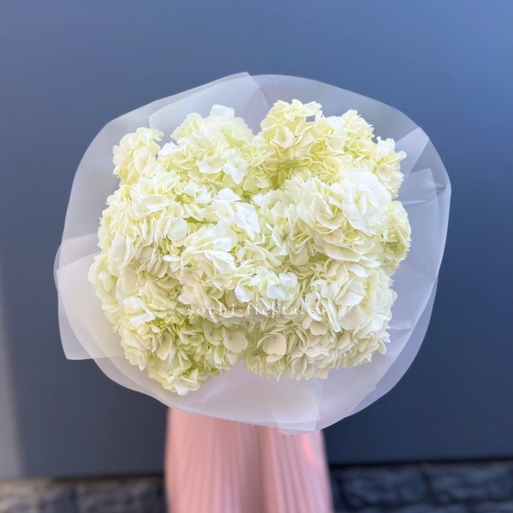 7 белых гортензий в Владикавказе