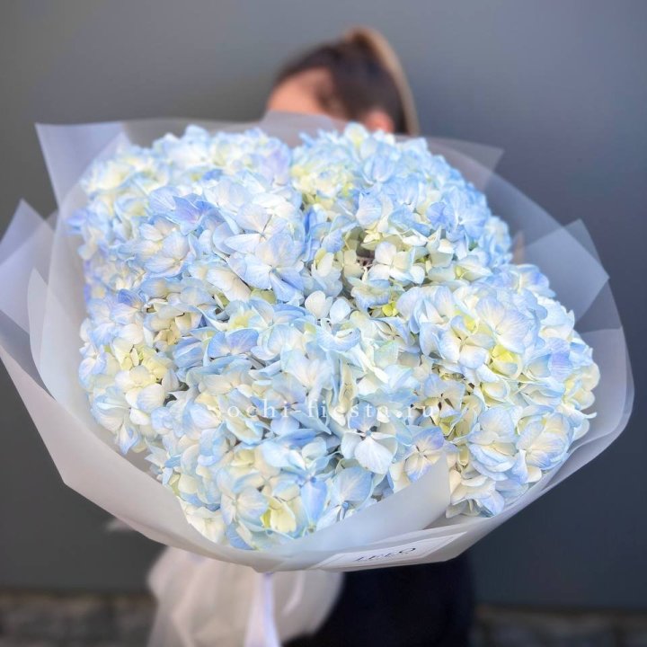 5 голубых гортензий в Владикавказе