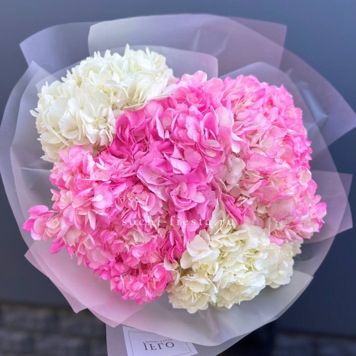 5 бело-розовых гортензий в Владикавказе