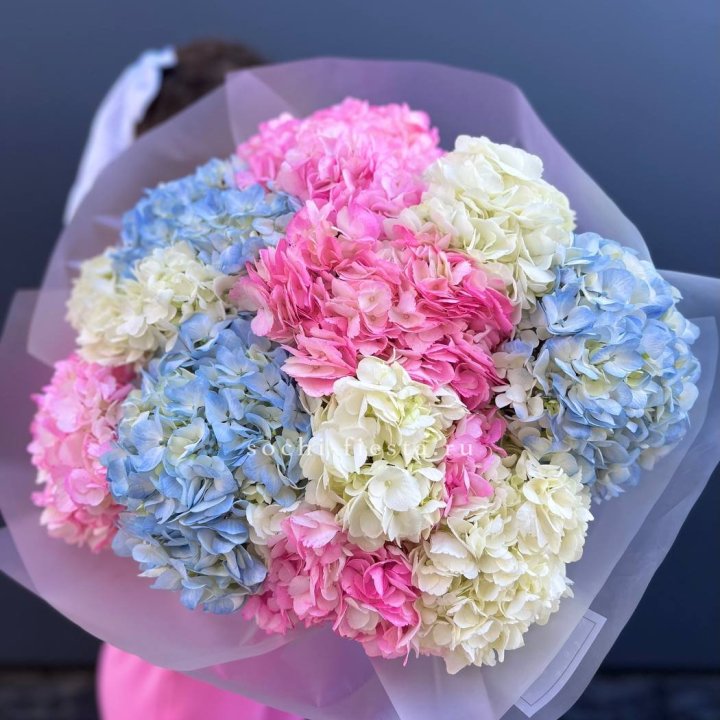 11 гортензий микс в Владикавказе