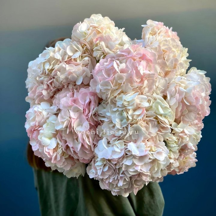 Охапка розовой гортензии в Владикавказе