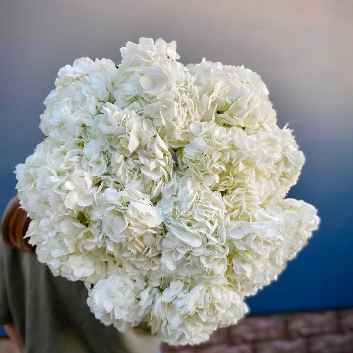 Охапка белой гортензии в Владикавказе