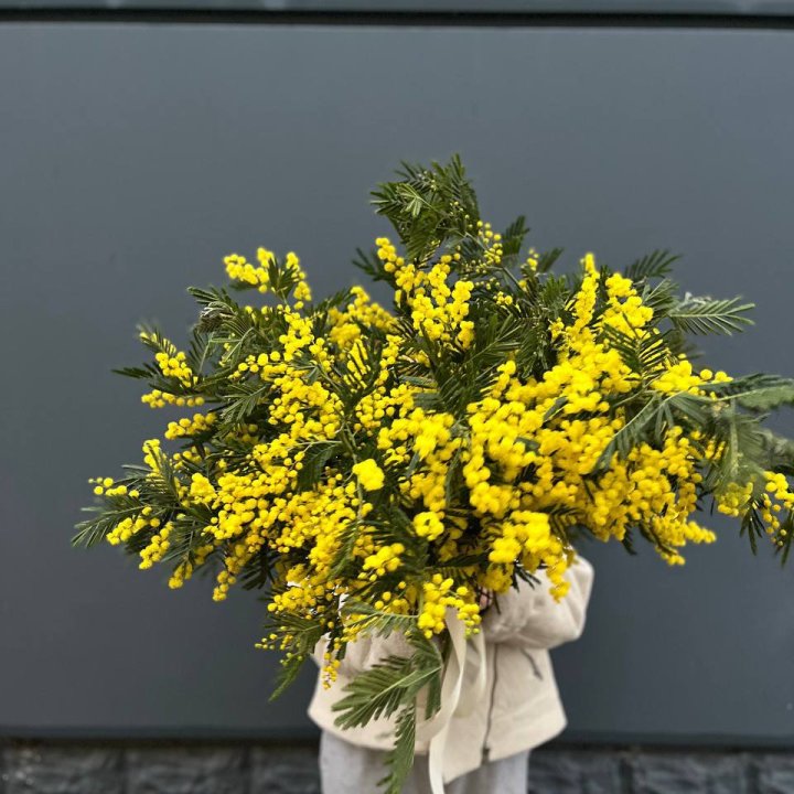 Охопка мимозы в Владикавказе