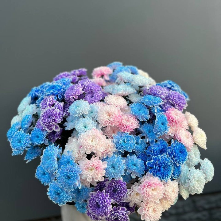 25 цветных хризантем в Владикавказе