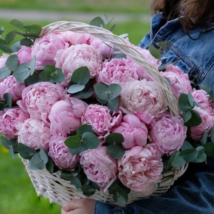 51 пион в корзине в Владикавказе