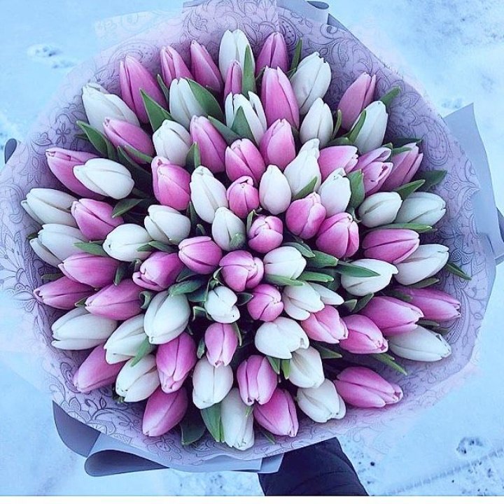 101 тюльпан "Лолипоп" в Владикавказе